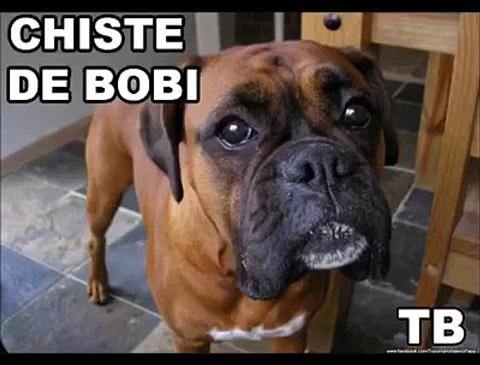 Bobi: el detective!