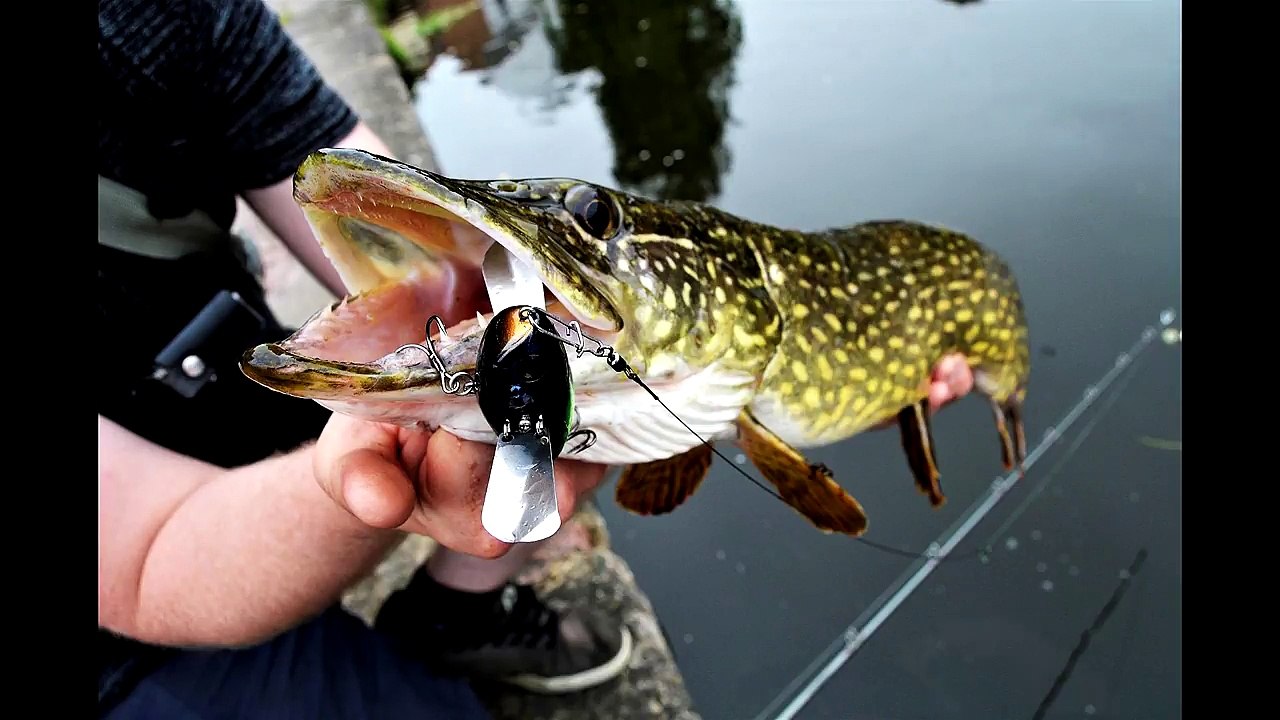 Top water lure gets CRUSHED!