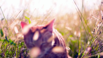 店橋憲一の動物シリーズ16