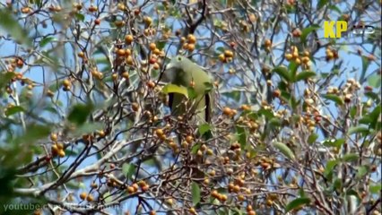 Sự sống trên hòn đảo Ma Thuật ở Đông Nam Á - Thuyết minh