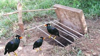Awesome Quick Bird Trap Using Paiute Deadfall - How To Make Bird Trap With Paiute Deadfal Works 100%