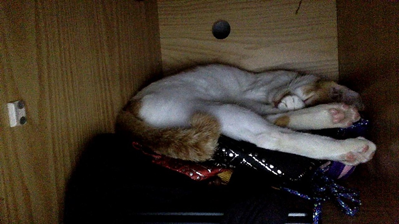 Niko's sleeping