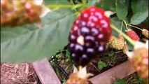 Planting Fruit - Grapes, Raspberries, Blackberries, Blueberries