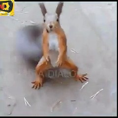 ऐसा डांस आप ने आज तक नही देखा होगा,