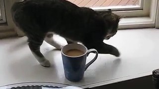 Katze riecht frischen Kaffee ... Schau dir an, wie sie darauf reagiert, Hahahaha!!