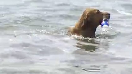 This Golden Retriever Is Cleaning Up China’s Rivers
