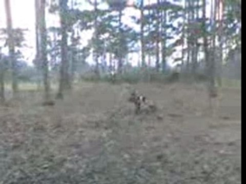 boxer: Rubie et dogue allemand: Nagua