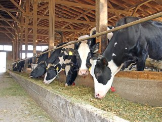 Yem-Vit'in Yüzde 50'sini İrlandalı Devenish Satın Aldı