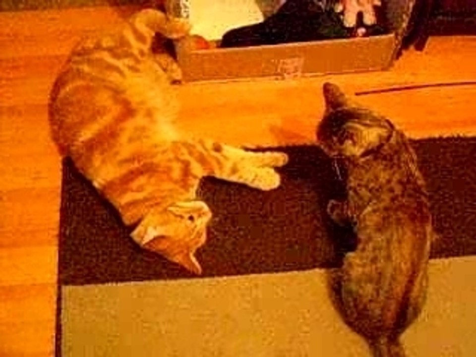 Enki vs Gaia