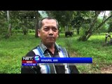 Cegah Masuknya Gajah Liar, 4 Gajah Jinak Disiagakan di Aceh Jaya - NET5