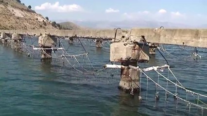 Ngordhin midhjet, shkak temperaturat dhe mungesa e tregut - Top Channel Albania - News - Lajme