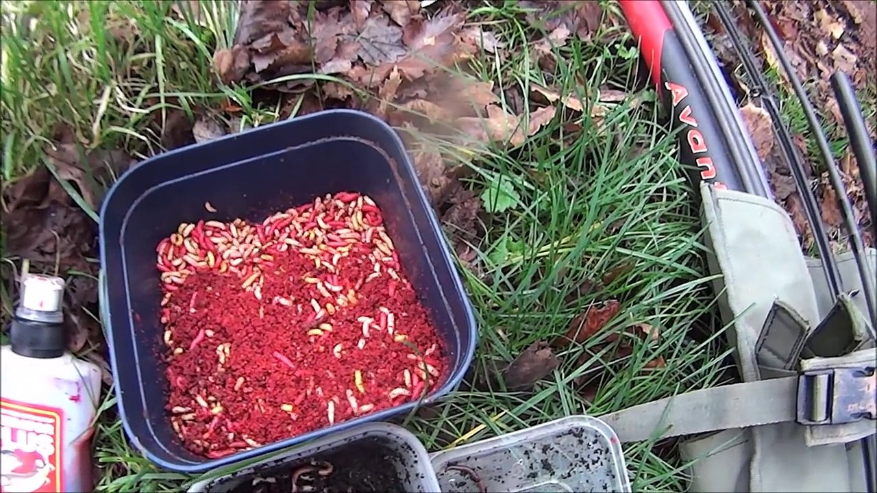 Float fishing for Perch with worms