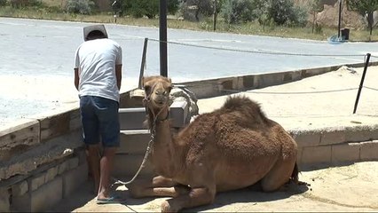 Kapadokya'da Deve Turları Büyük İlgi Görüyor