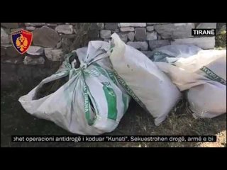 "Kunati" - Tiranë, kanabis i mbjellë në mes të një kopshti me misër