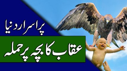 Eagle Attack Videos - Mysterious Birds