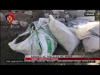 Kanabis në parcelën me misër - News, Lajme - Vizion Plus