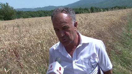 Në komunën e Gjakovës fillon sezona e korrje-shirjeve - Lajme