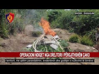 KANABIS, RENEA “ZBARKON” NË DUKAGJIN