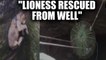 Lioness fell in pond rescued by forest department officials | Oneindia News