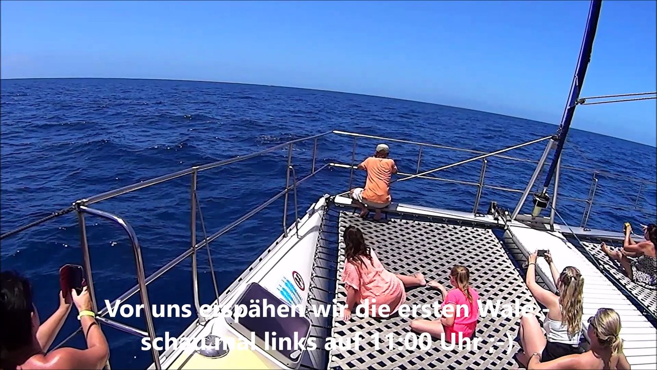 Whale Watching Tenerife mit dem Must Cat Katamaran