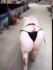 आप ने आज तक ऐसा पिग नही देखा होगा