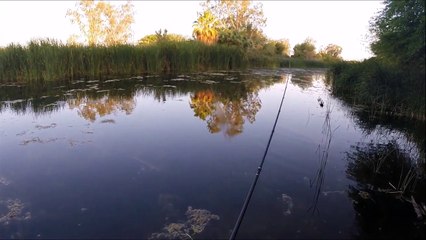 Frog Fishing in the desert and My Frog Rod (Imperial Valley)