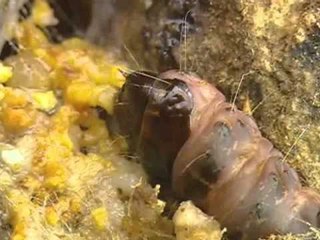 깨미 - Curious Kemi_힘 센 대장, 장수말벌_#002