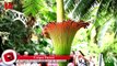 Top 10 Strangest Plants On Earth
