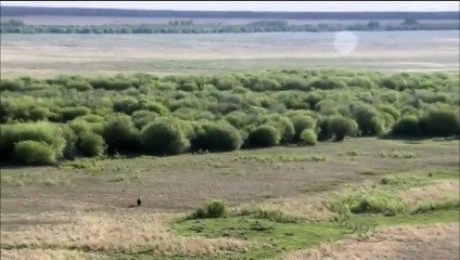PBS Nature: Cold Warriors Wolves and Buffalo (Wildlife Documentary)
