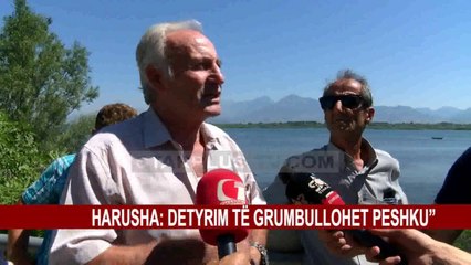 “KRIM NË LIQEN, PO SHKATËROHET PESHKU”