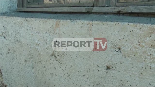 Report TV - Ndotja e mjedisit, fshati në Kukës “pushtohet” nga mizat