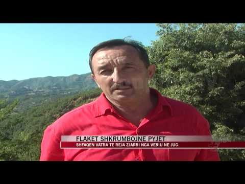 Vatra të reja zjarri, flakët shkrumbojnë pyjet - News, Lajme - Vizion Plus