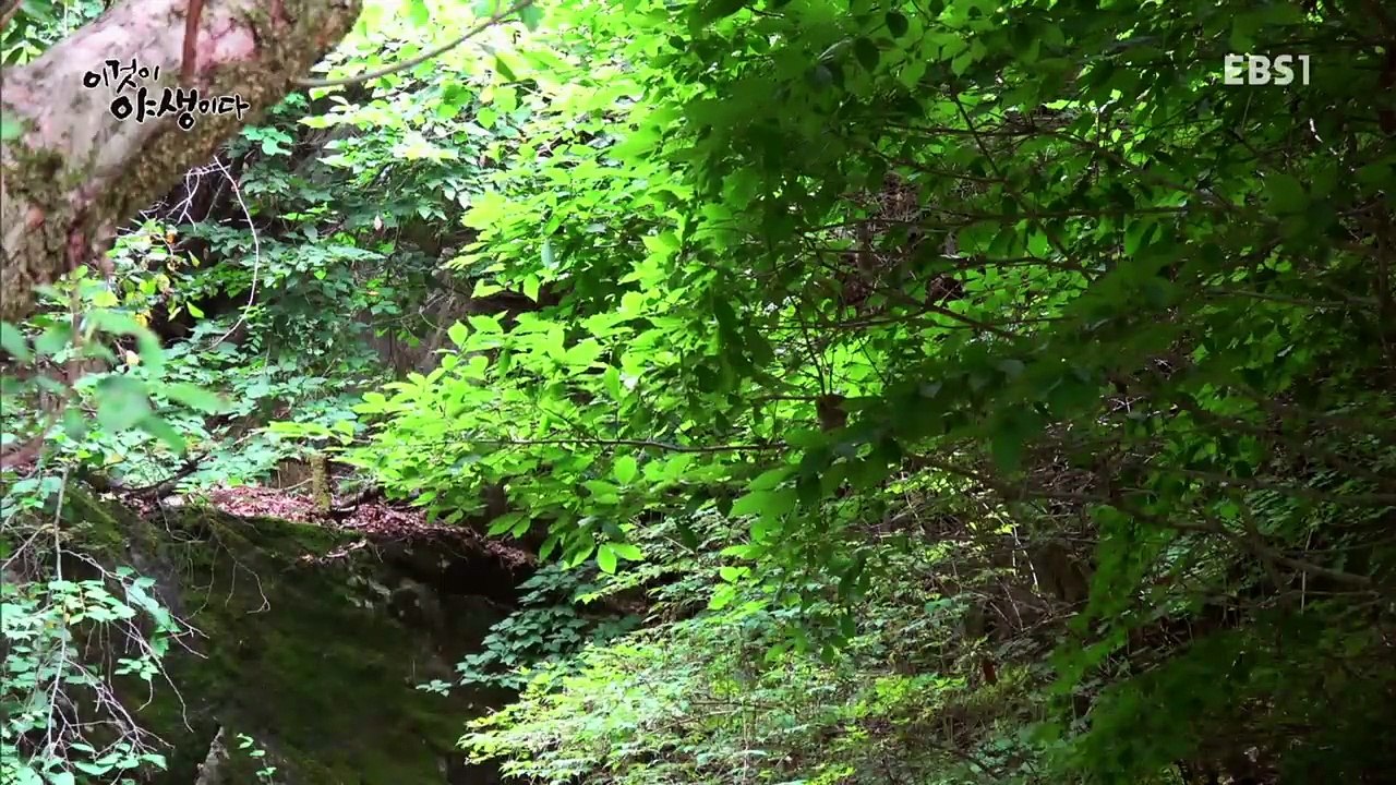 이것이 야생이다 - 제11화- 운수 좋은 날_#001