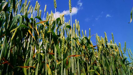 Les matériaux biosourcés dans la construction
