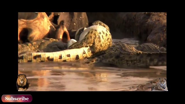 GIANT CROCODILE ATTACKS COMPILATION || Crocodile Attacks Lions,Impala,Wildebeest