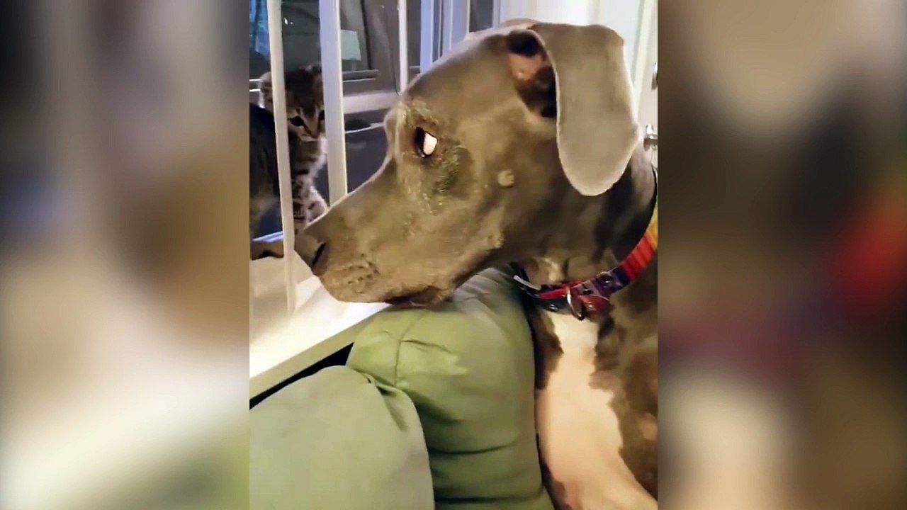 La réaction drôle d'un chien quand un chaton lui tape le nez !