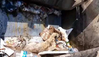 Yaralı Köpeği Çöp Kamyonunda Taşıdılar