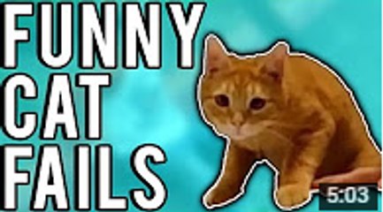 Funny Cat Fails June 2017 - A Fail Compilation by FailUnited