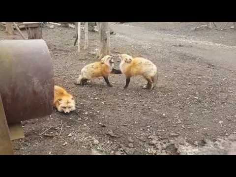 Tourist Captures Foxes in Bizarre Screaming Match