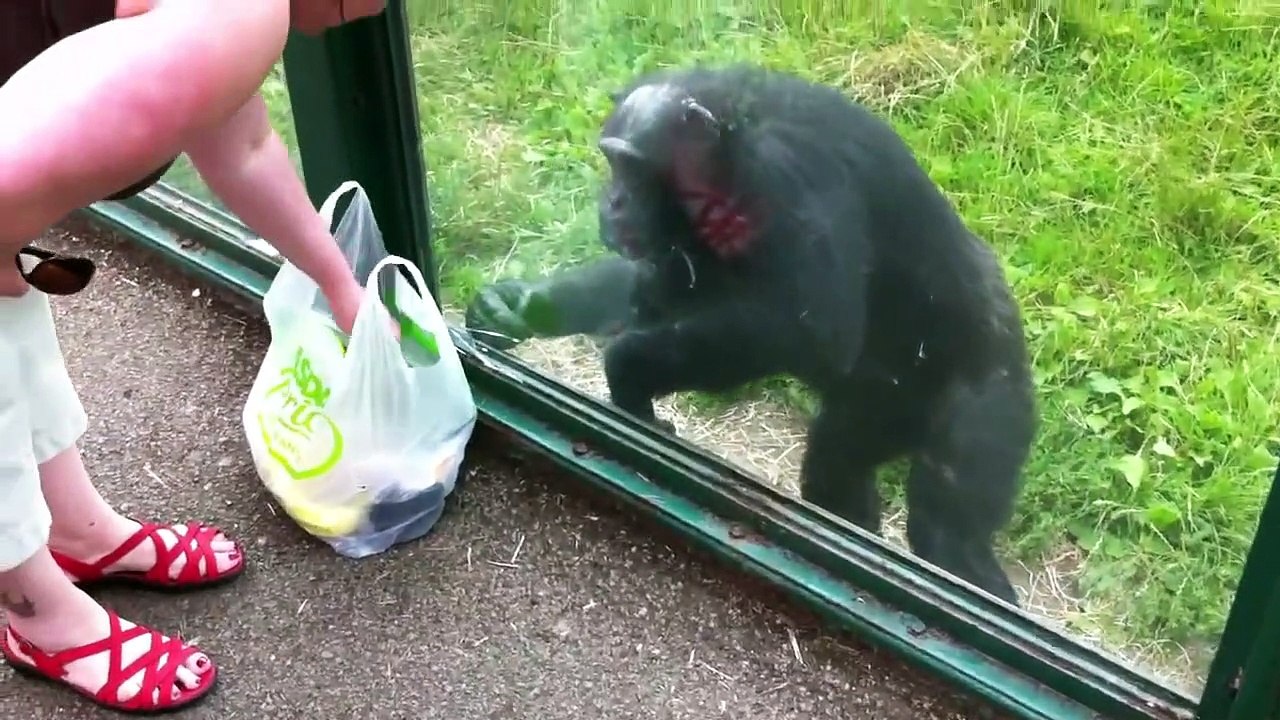 [動物天堂]猩猩討食物，教導人類如何餵食