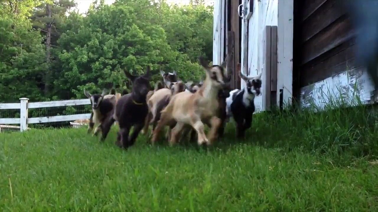 [動物天堂]小羊寶寶們都喜歡成群一起跑步玩耍