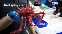 Scientists discovered these monstrous creatures living in the oceans abyss