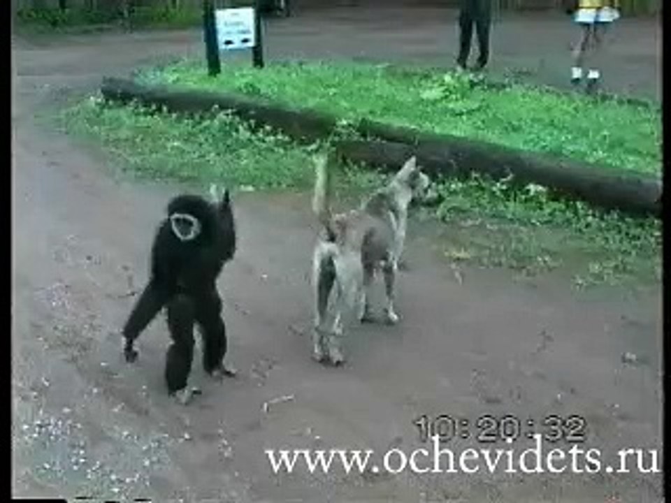 [動物天堂]頑皮的猩猩戲弄小狗，然後被吠嚇到逃走，但又不甘再回來