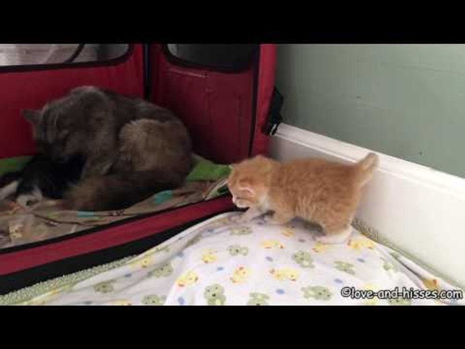 Little Kitten Takes His Wobbly First Steps