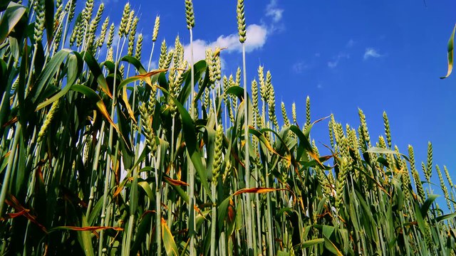Les matériaux biosourcés dans la construction