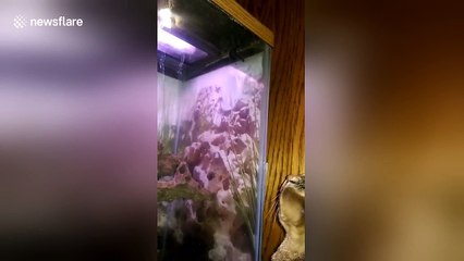 Cat is fascinated by tarantula in vivarium