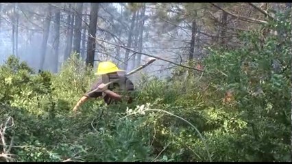 Ora News – Zjarri në Klos, digjen 350 rrënjë pishë e zezë