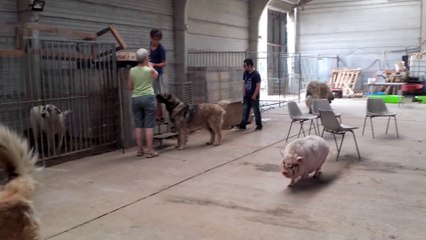 Velaine-sur-Sambre: une ASBL qui accueille des animaux, a besoin de 25.000€