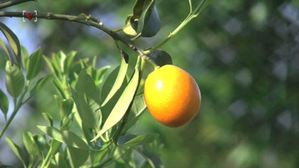 An Orange A Day Can Reduce Your Risk For Dementia By A Lot