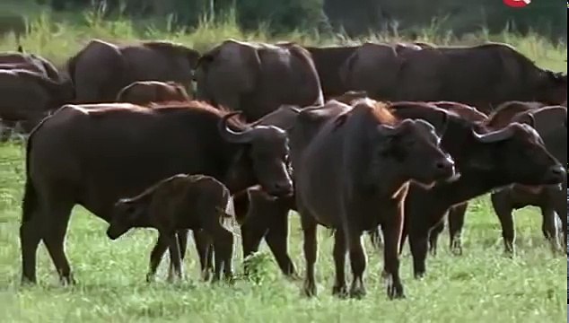 Животный мир пустыни и саванны. Материнское чувство. Буйвол соперник льва. Африка.